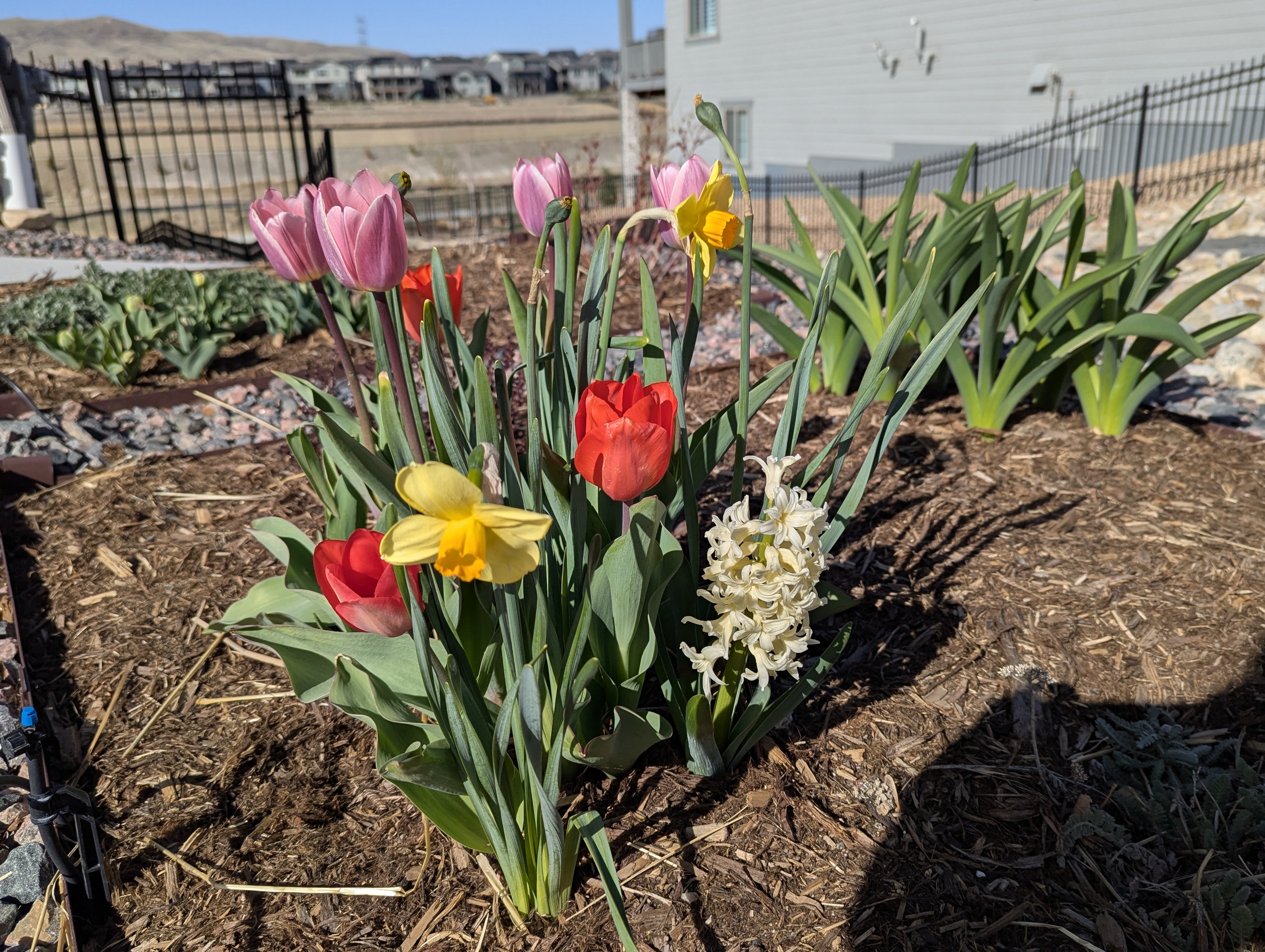 Garden, Flowers, Morrison, Colorado